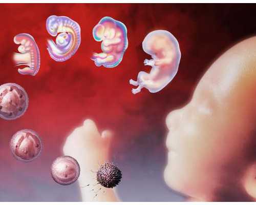 怀孕6周香港验血查男女准吗,月经期间吃什么可以缓解痛经