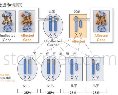 香港ilizi验血准吗,闭经女性还能做第三代试管婴儿吗？