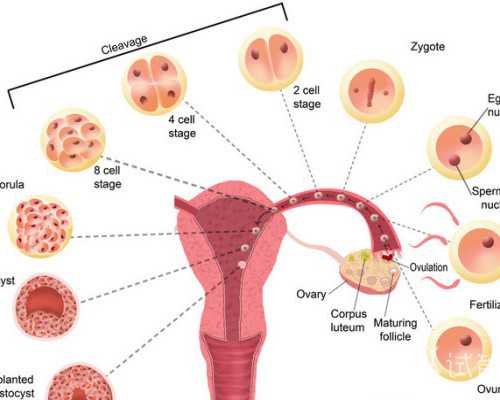 怀孕香港验血准了,香港验血11周了还准吗,性别鉴定几周准确