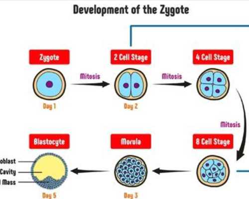 浮沉古玩虫 李成儒,酸菜土豆炖粉条