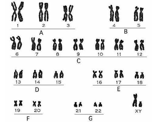 香港验血鉴定男女单子_咸阳哪里有验血查性别，邮寄香港验血查男女准吗？
