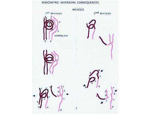 香港验血孕期多久合适_自己预约香港验血攻略_预约香港验血需要什么流程!