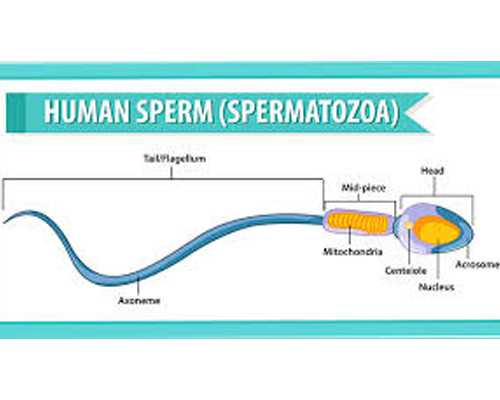 香港刘蒂华医生验血多少钱,到香港验血查性别_有Y染色体生女孩怎么回事!