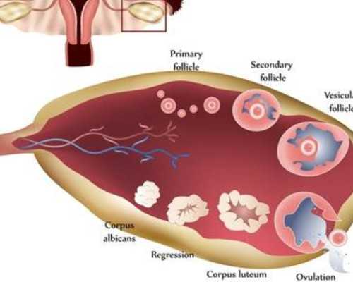 到香港验血查男女多少费用点经验给大家,想做试管婴儿的人注意了 必须满足