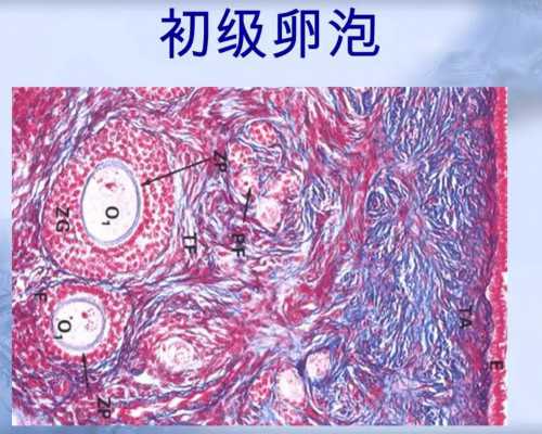 香港验血男女几周可以验,子宫前壁肌层有一个肌瘤影响怀孕吗可以做试管吗