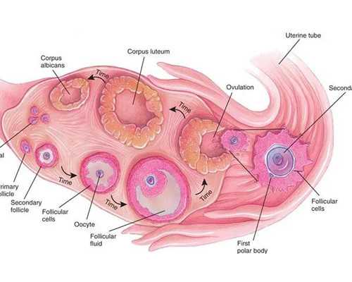 香港儿性别验血报告单,香港验血没到7周，胎芽大小不到10mm准吗_验血查性别有