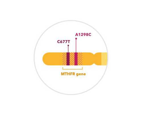 香港验血可以寄送血样吗,抽血寄香港查性别可靠吗?最迟几个月？