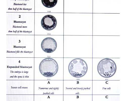 中介香港验血价格,有排卵障碍怎么备孕