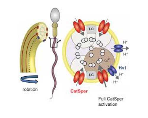 香港邮寄验血的微信,排卵前2天同房易受孕，日本医生5个“助孕”贴士，高龄产