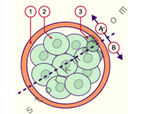 怀孕香港验血是阳性什么意思,八周dna验血检测胎儿性别费用真实感受与经历