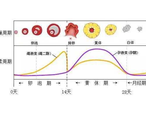 香港验血七周和六周费用不一样,50岁绝经了没有卵泡还能做试管婴儿吗？能做供